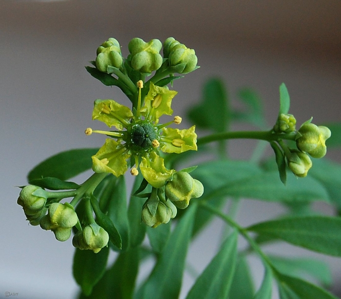 Рута овощная кружевница