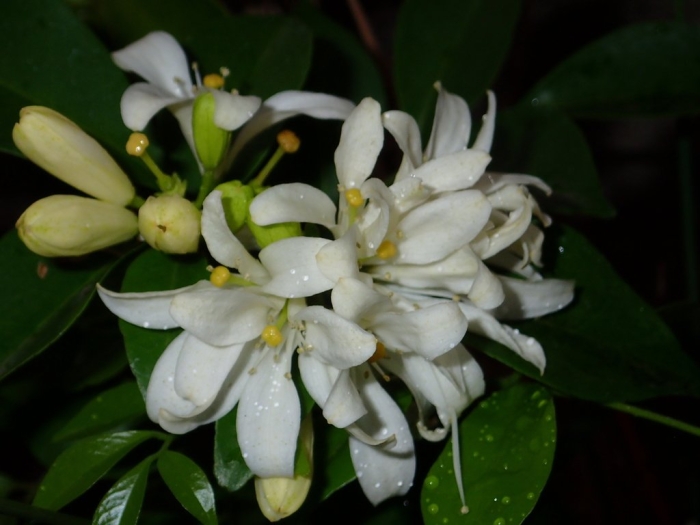 Murraya paniculata