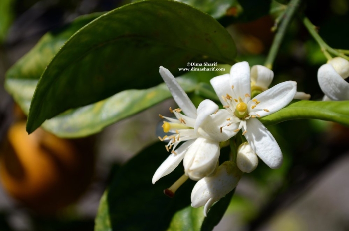 Цветок апельсина флердоранж