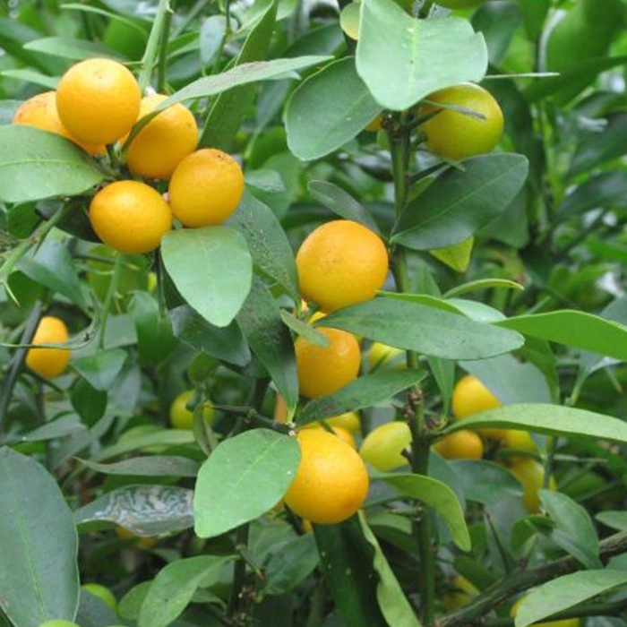 Кумкват растение