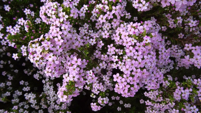 Мыльнянка (сапонария) базиликолистная