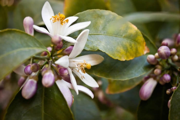 Цитрон этрог