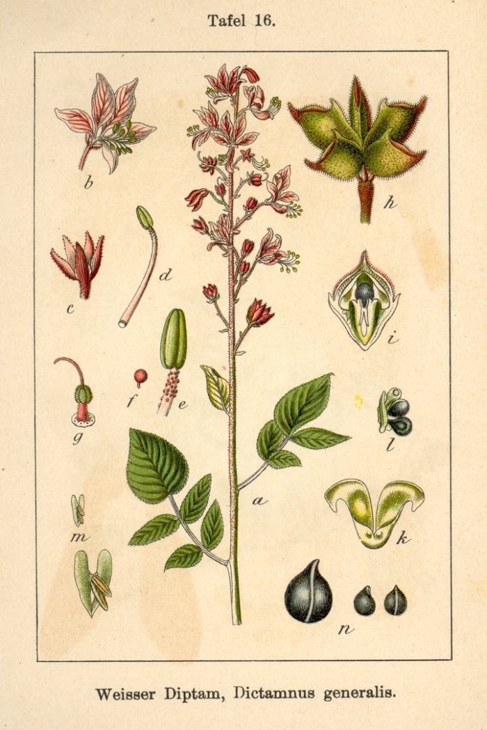 Ясенец неопалимая купина