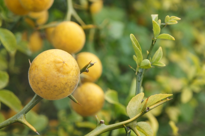 Понцирус трифолиата