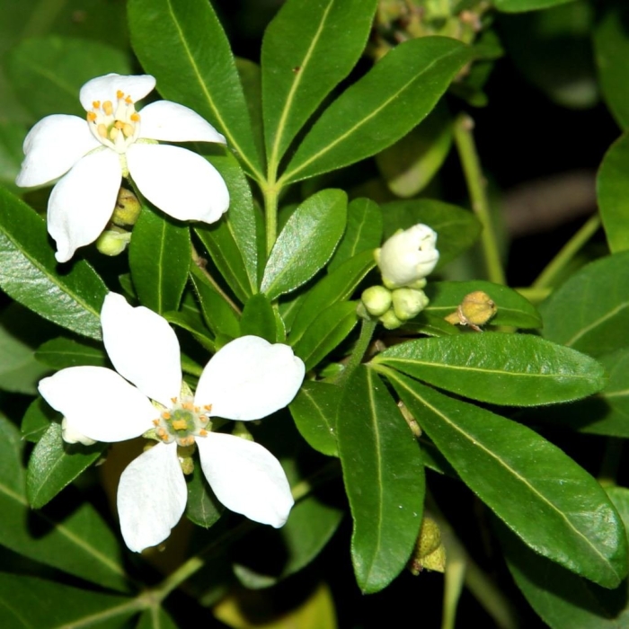 Шуазия тройчатая