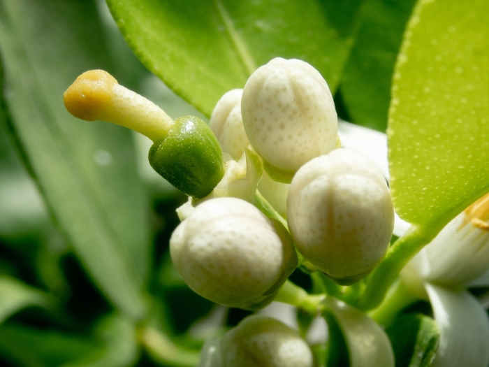 Цветки лимона