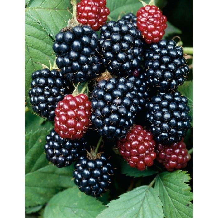 Торнфри ежевика