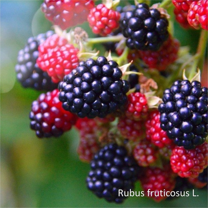 Ежевика лох мери