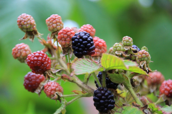 Ежемалина садовая