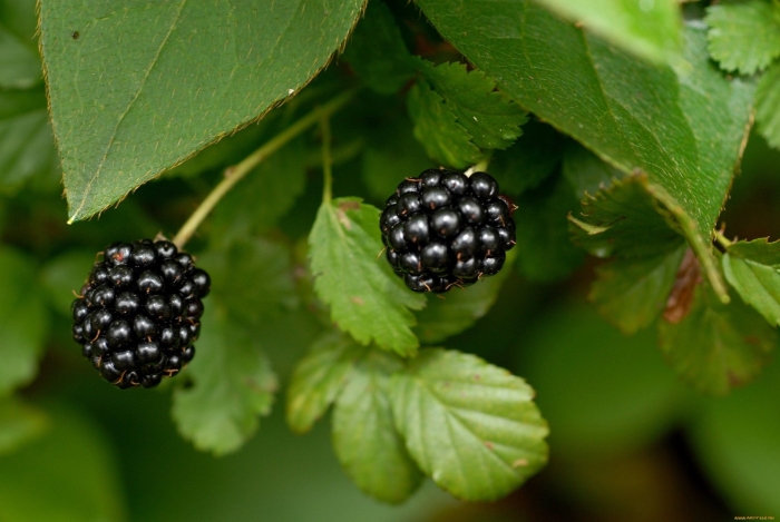 Ежевика блэк сатин