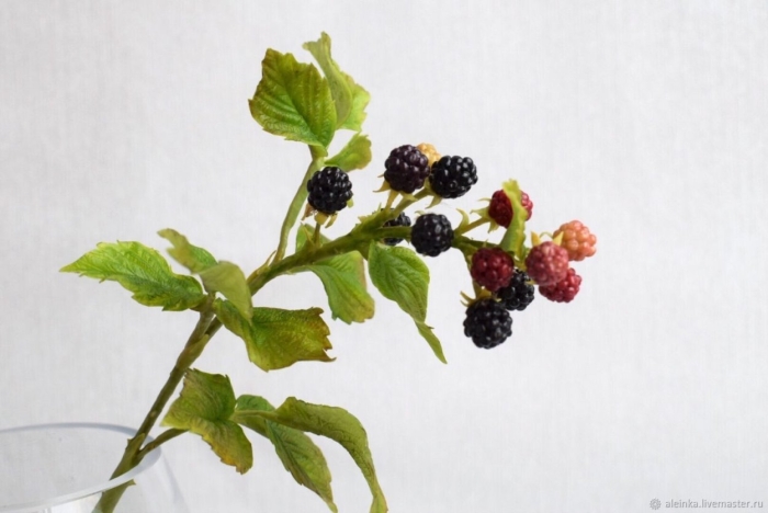 Ветка ежевики