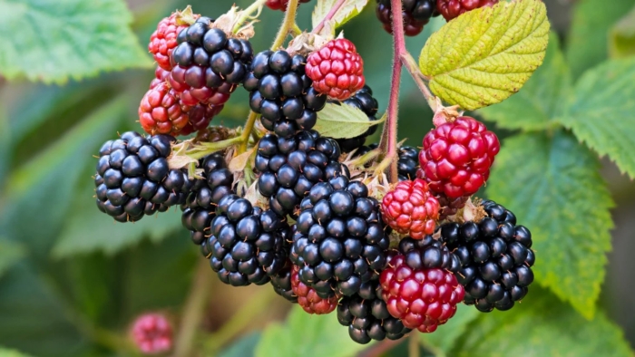 Ежевика полар