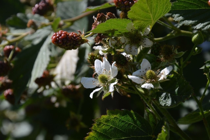 Ежевика садовая цветет