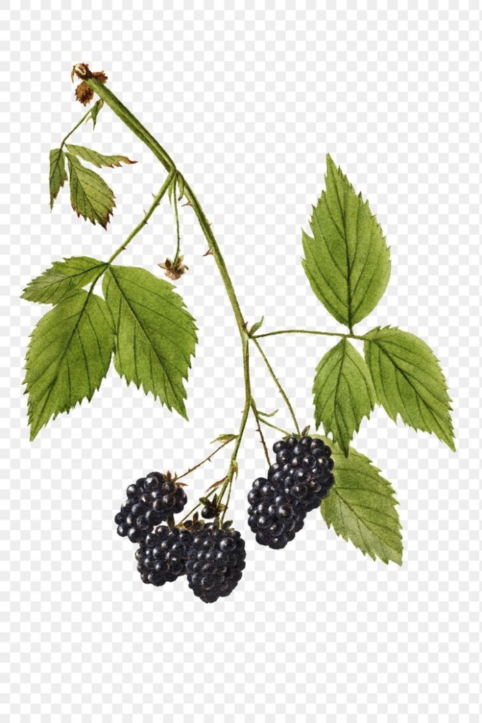 Blackberry branch