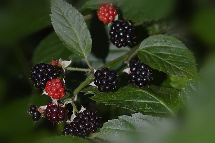 Черная малина и ежевика