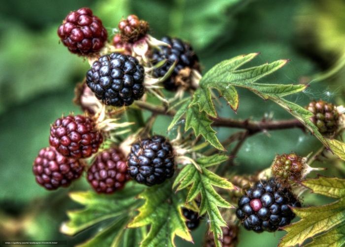 Куманика ягода ежевика