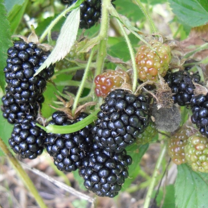 Ежевика черный принц