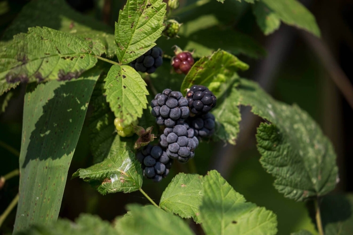 Ежевика сизая rubus caesius