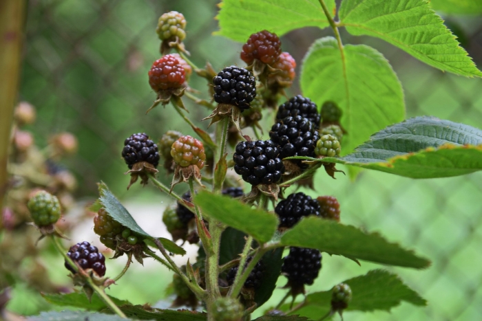 Ежевика агавам куст