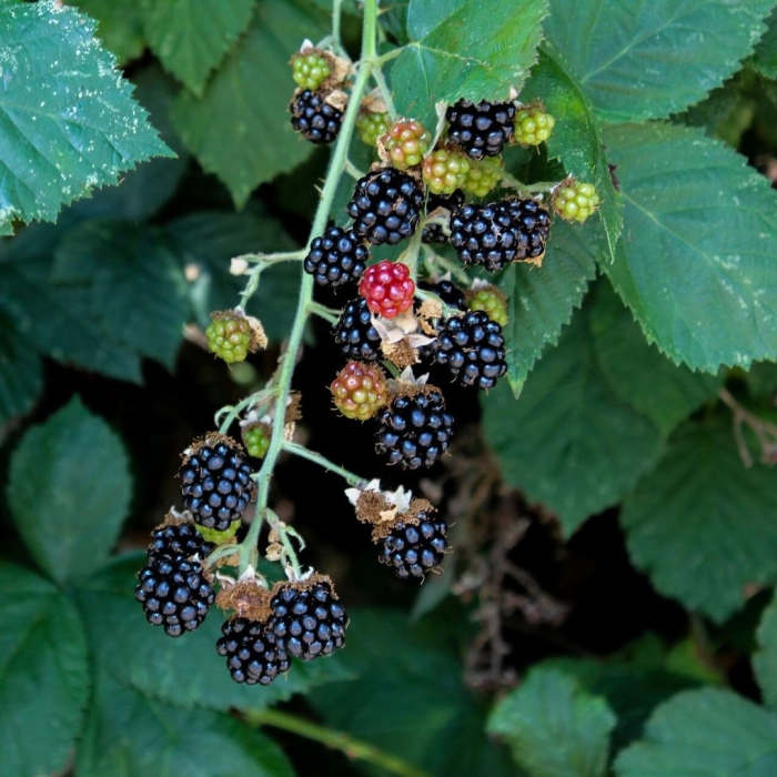 Ежевика садовая