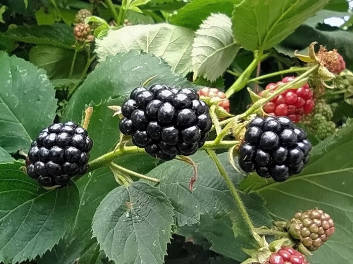 Ежевика осейдж