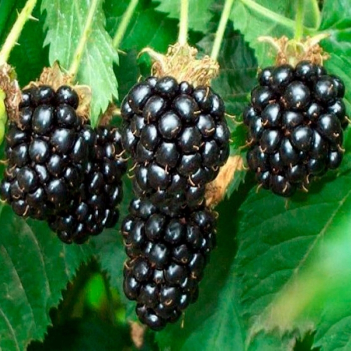 Ежевика сорта