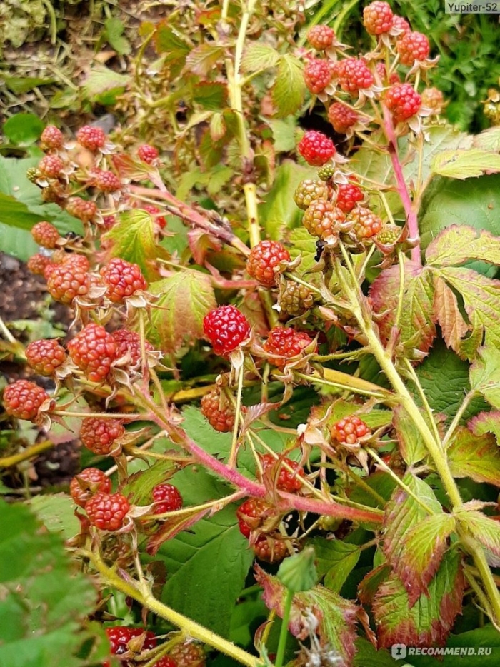 Ежевика росяника