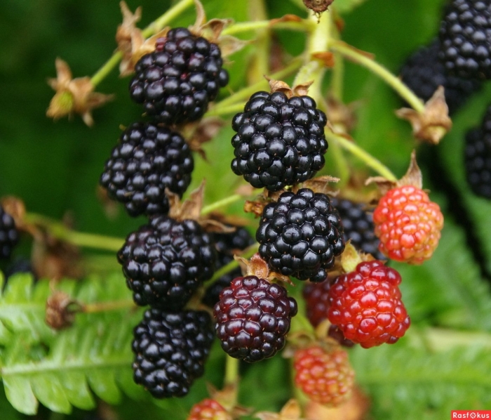 Ежевика дирксен торнлесс