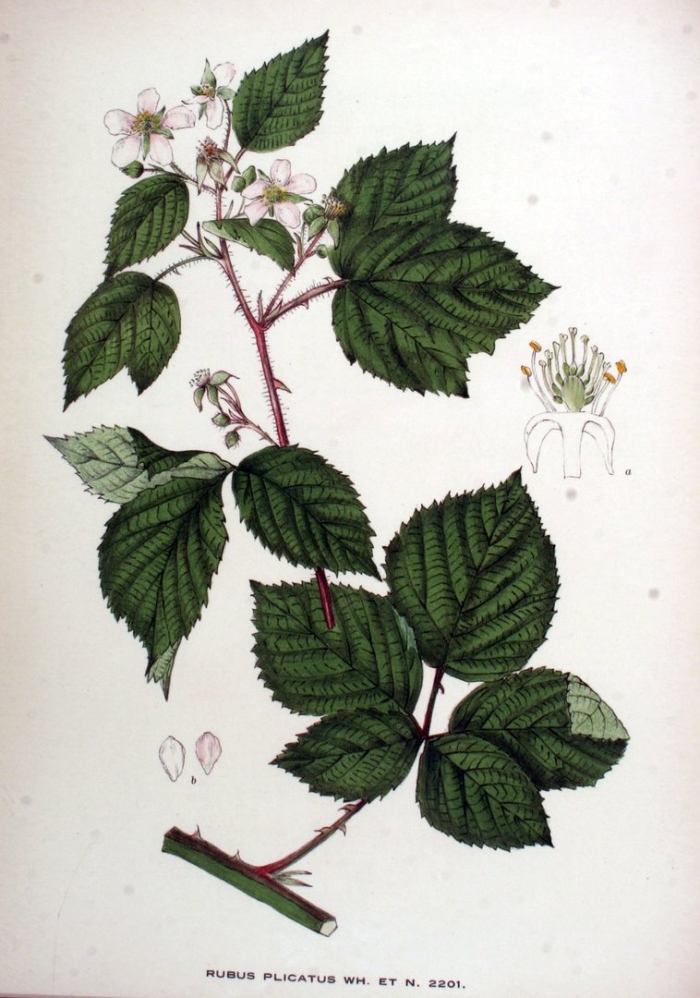 Rubus odoratus