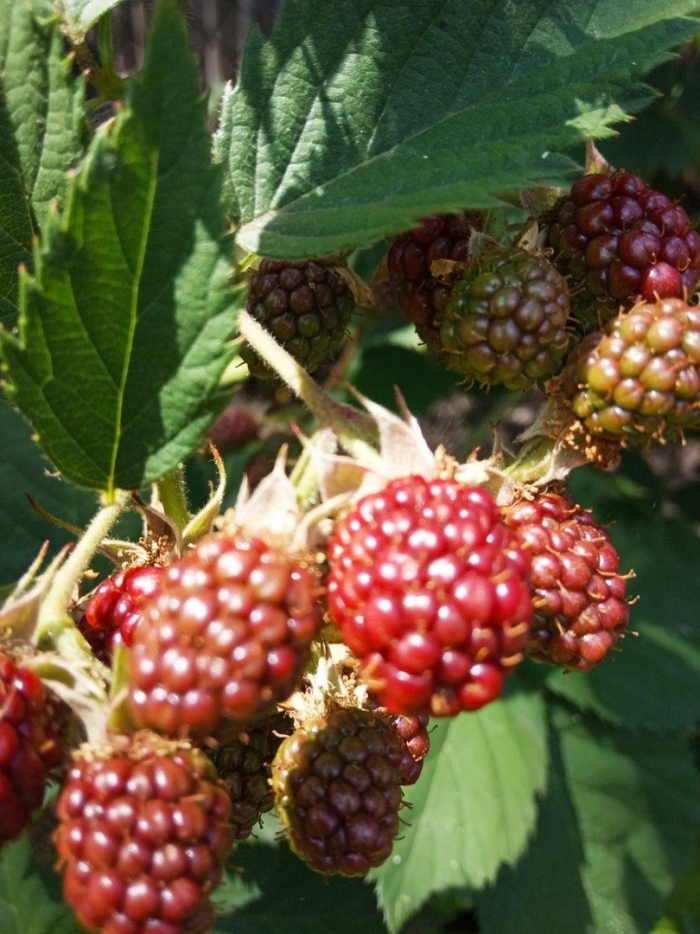 Куманика ягода