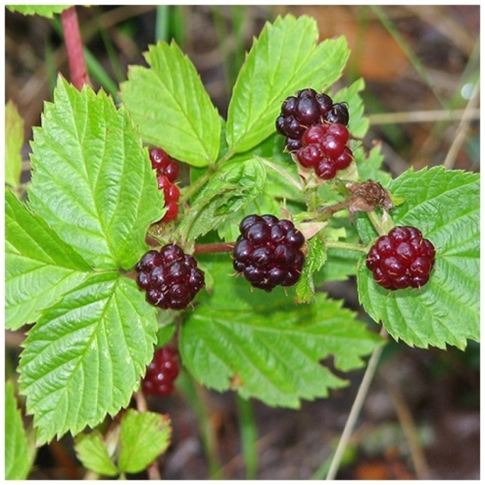 Княженика обыкновенная