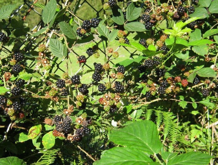 Ежевика дикая ползучая