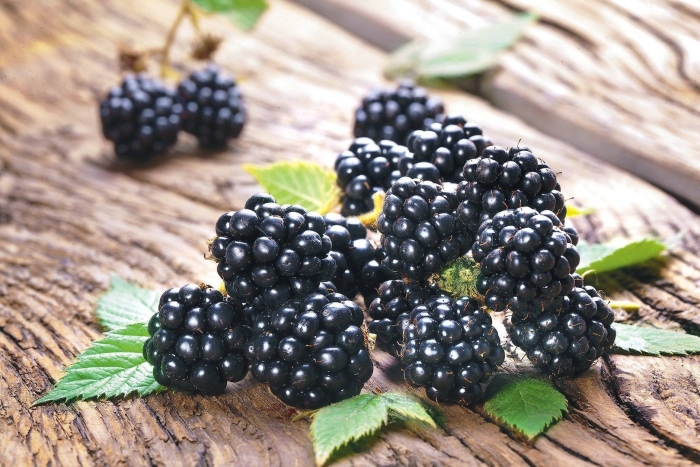 Ежевика навахо (с2)