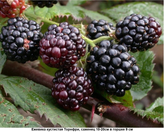Ежевика бесшипная торнфри
