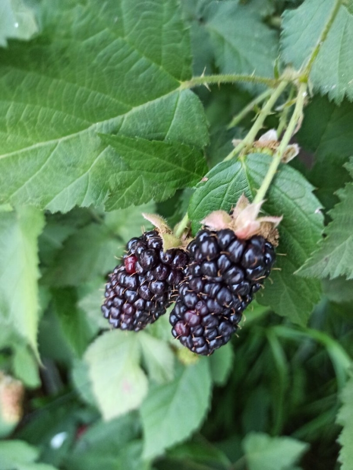 Ежевика бесшипная натчез