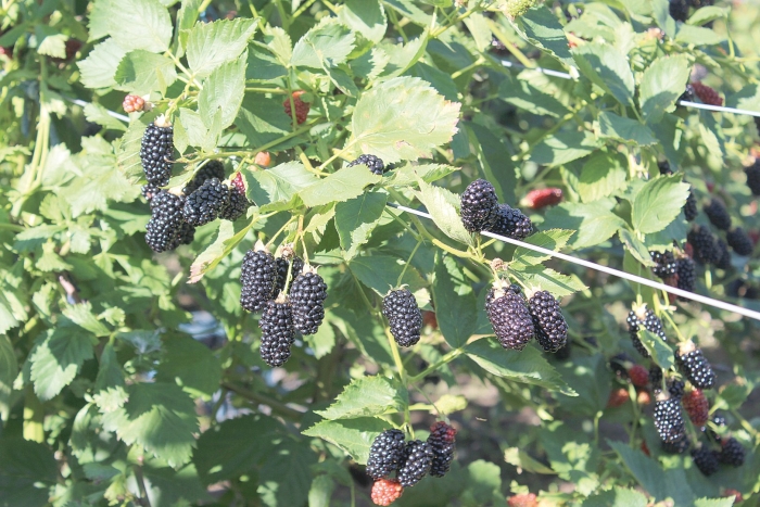 Ежевика натчез