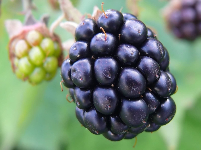 Ежевика джамбо бесшипный сорт