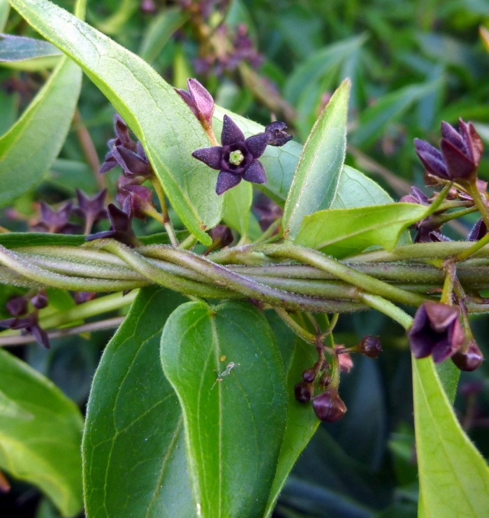 Vincetoxicum scandens