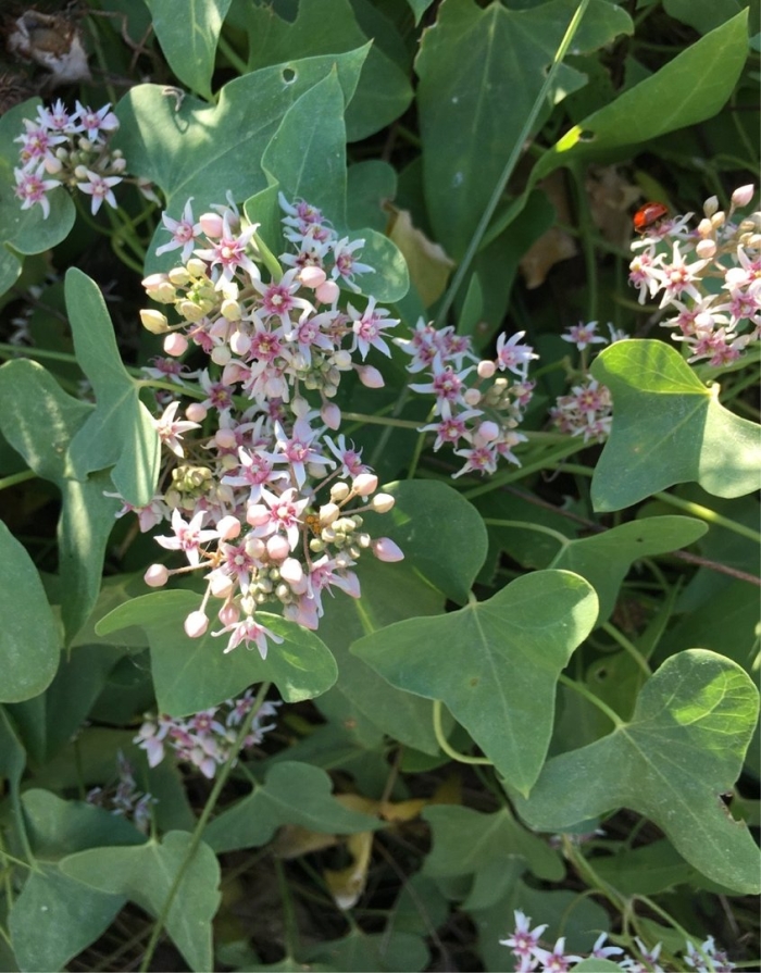 Многолетнее растение