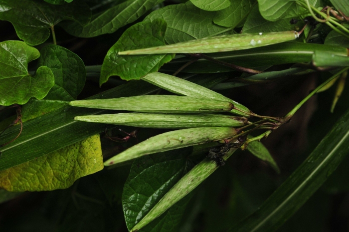 Cynanchum auriculatum