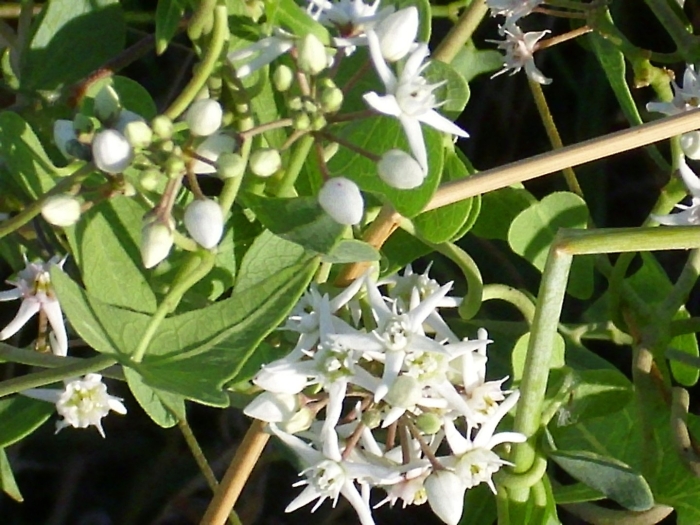 Ластовень ласточкин