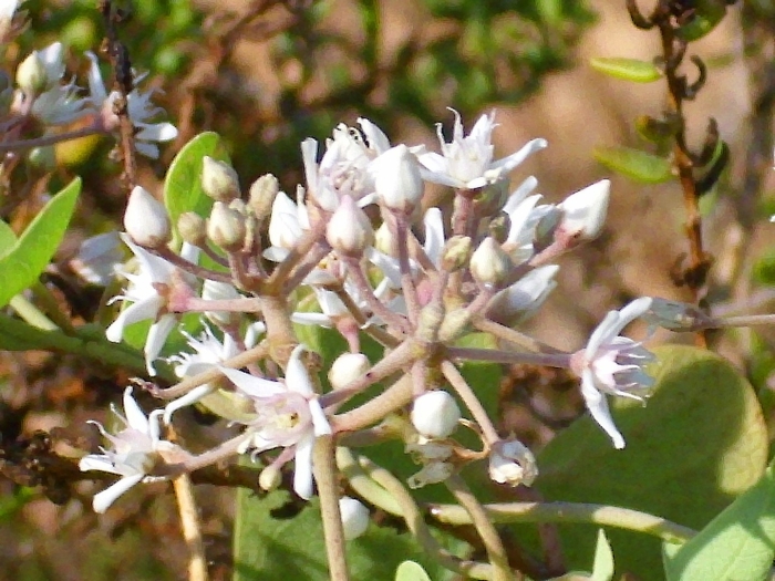 Ваточник ластовень сирийский