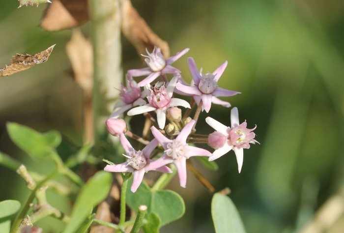 Ваточник ластовень сирийский
