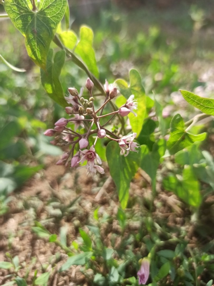 Cynanchum marnierianum