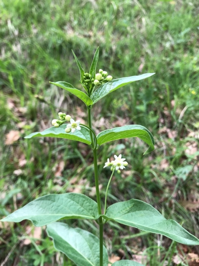 Vincetoxicum hirundinaria