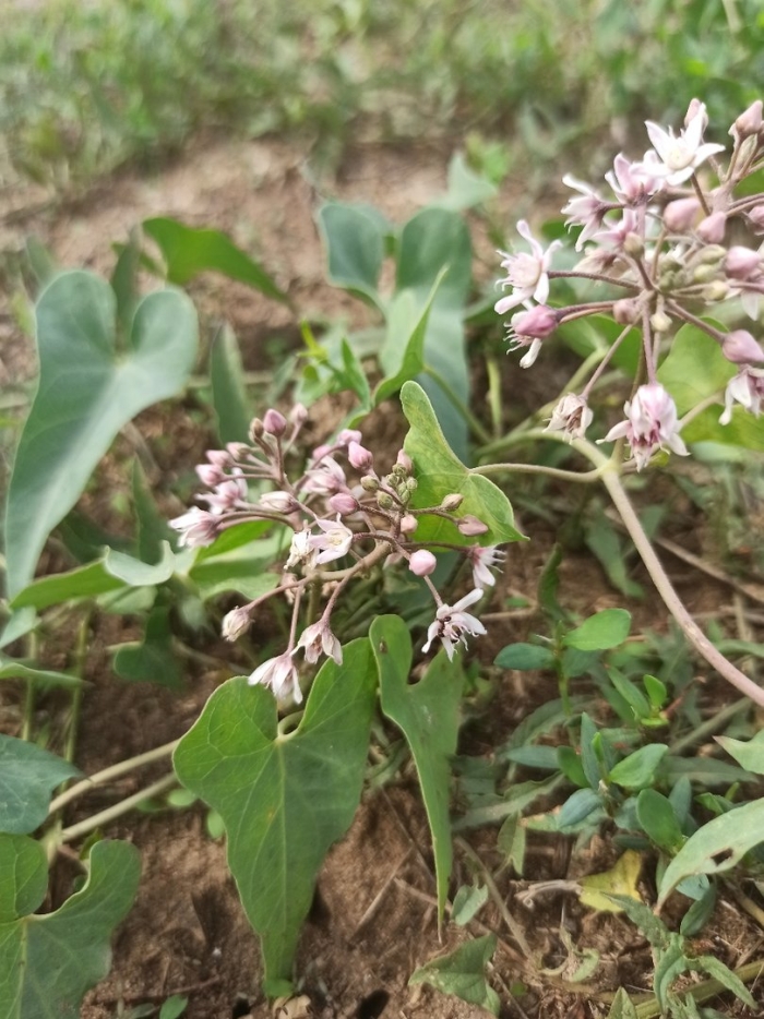 Cynanchum marnierianum