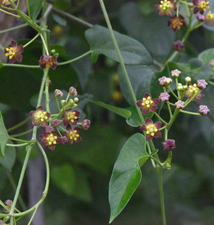 Cynanchum macrolobum