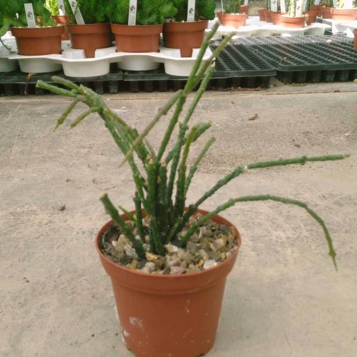 Молочай тирукалли (euphоrbia tirucаlli)