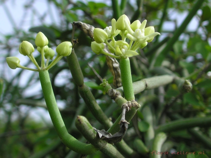 Саркостемма виминале