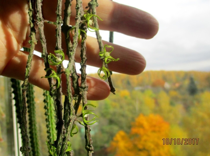 Cynanchum marnierianum